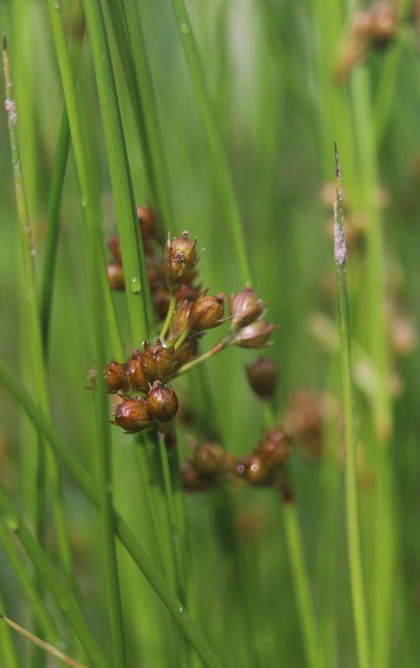 Изображение особи Juncus filiformis.