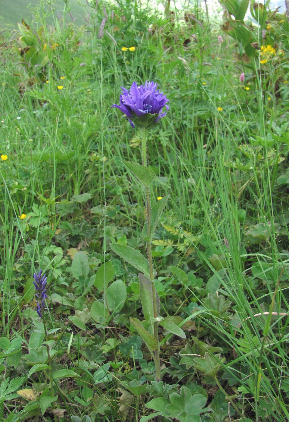 Image of Campanula glomerata specimen.