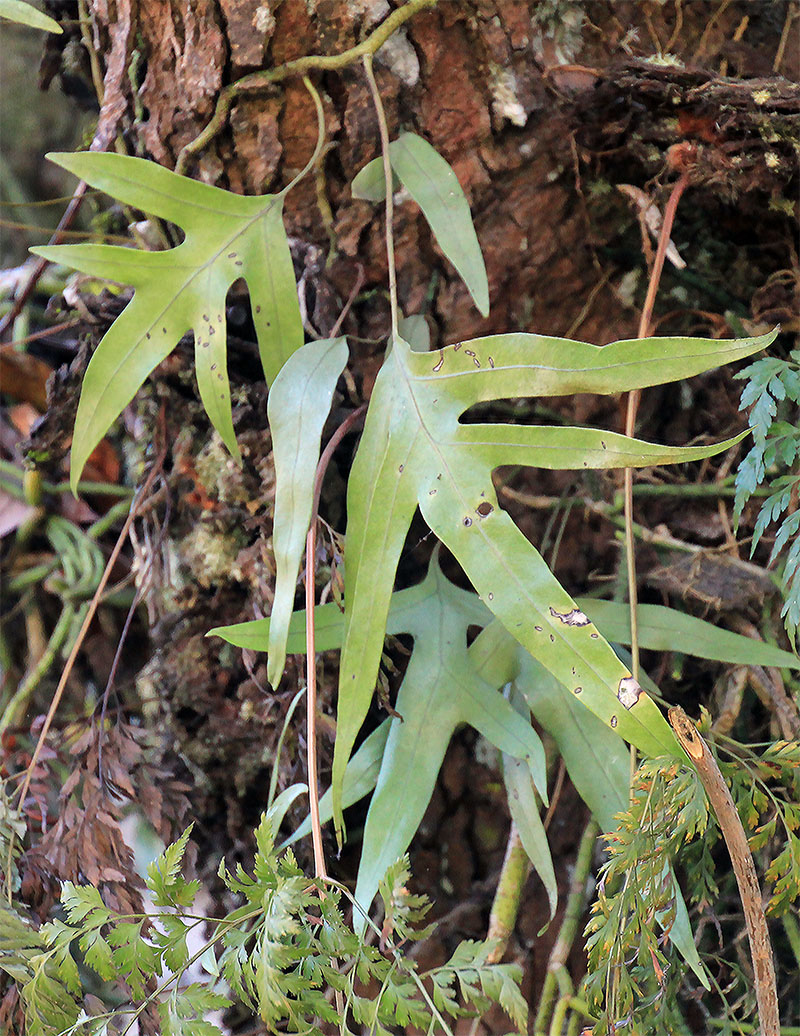 Image of familia Polypodiaceae specimen.