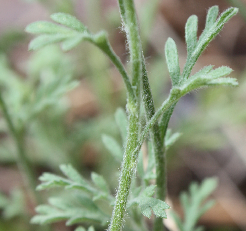 Image of Anthemis ruthenica specimen.