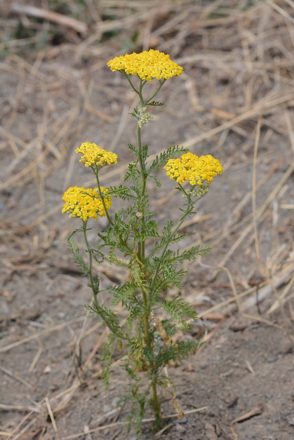 Image of Achillea arabica specimen.