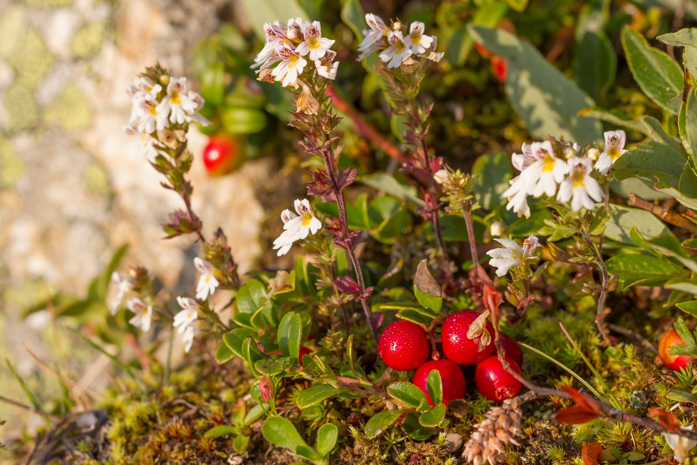 Image of Euphrasia alboffii specimen.