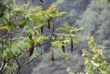 genus Juglans. Ветви с отцветшими соцветиями. Бутан, дзонгхаг Тронгса, национальный парк \"Jigme Singye Wangchuck\". 09.05.2019.