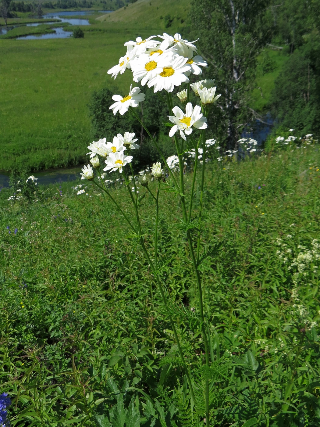 Image of Pyrethrum corymbosum specimen.