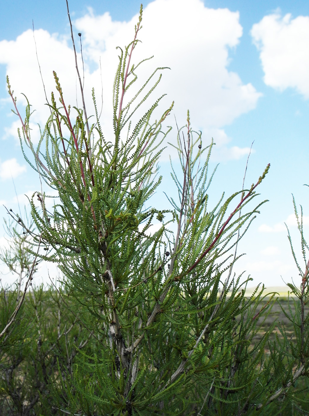 Image of Spiraeanthus schrenkianus specimen.