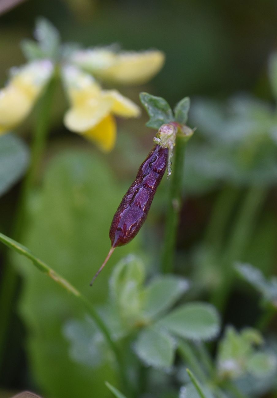 Изображение особи Lotus corniculatus.