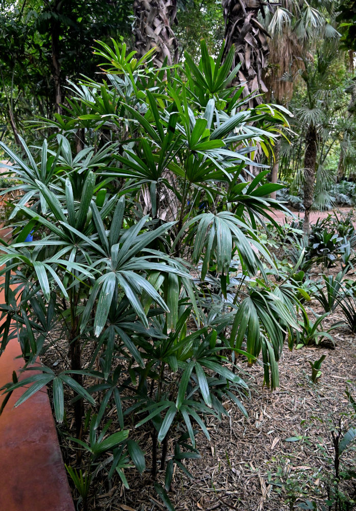 Image of Rhapis excelsa specimen.