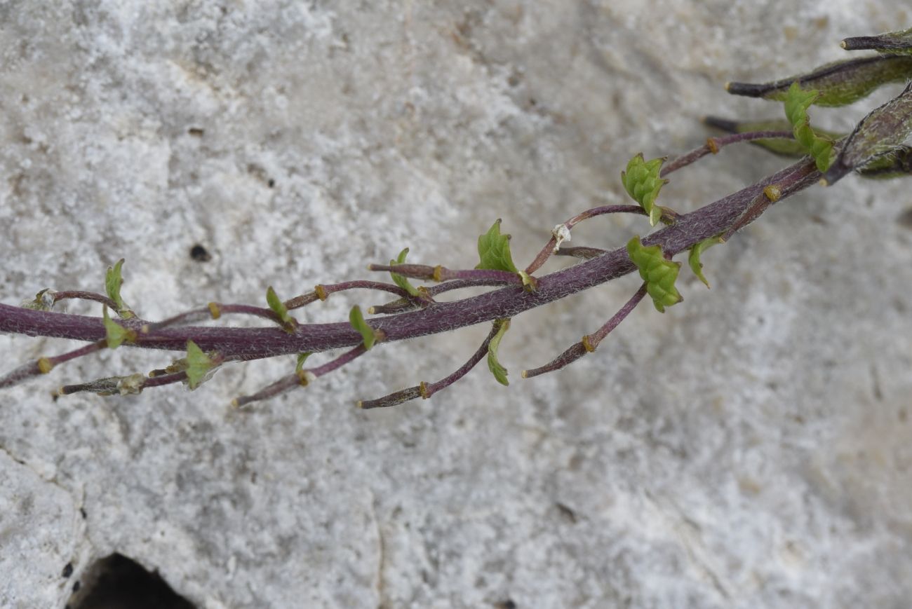 Image of Alliaria taurica specimen.