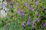 Vicia villosa. Верхушки цветущих и плодоносящих растений в сообществе с Asparagus. Грузия, Самцхе-Джавахети, окр. пещерного монастыря Вардзиа, каменистый участок лугового склона. 13.06.2023.