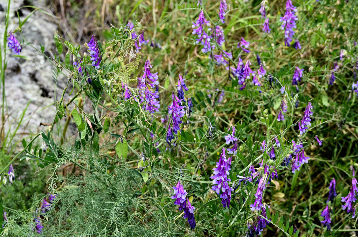 Image of Vicia villosa specimen.