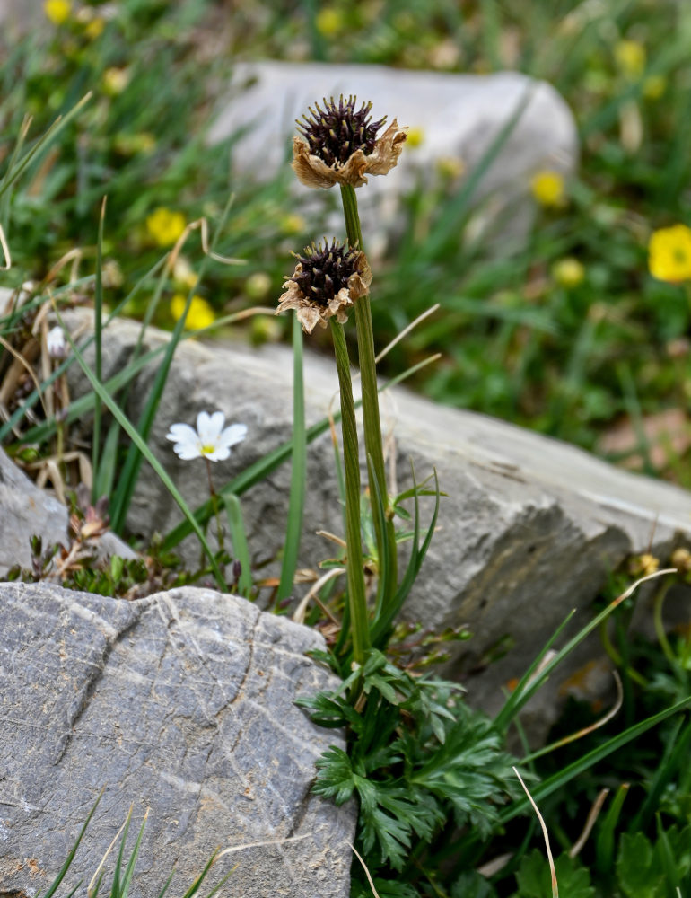 Image of Trollius komarovii specimen.