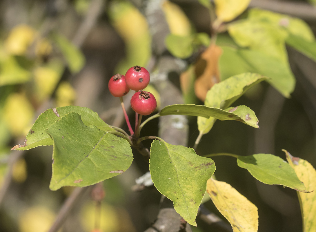 Image of Malus baccata specimen.