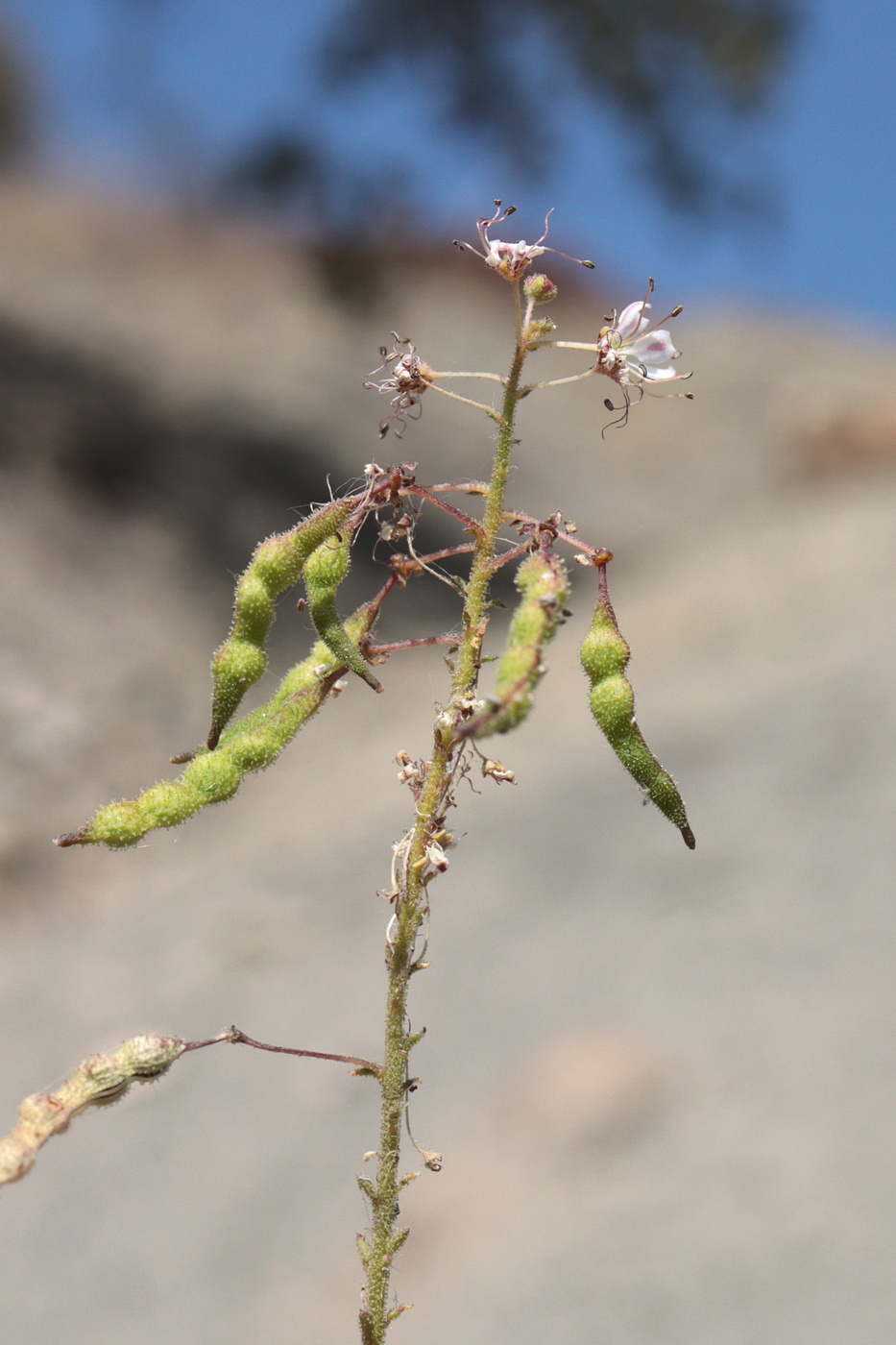 Image of Cleome canescens specimen.