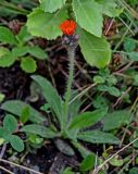 Pilosella aurantiaca. Общее соцветие с расцветающими и развивающимися корзинками. Сахалин, Корсаковский гор. округ, окр. с. Новиково, приморский луг. 15.08.2022.