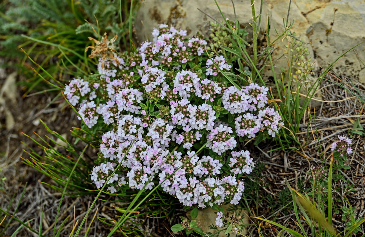 Image of genus Thymus specimen.