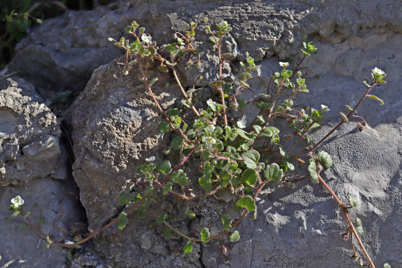 Image of Veronica cymbalaria specimen.