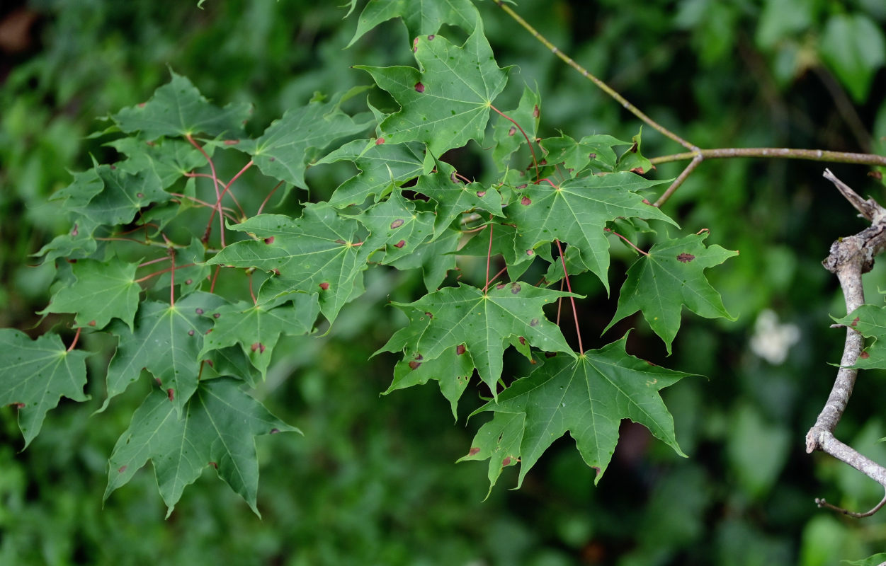 Image of Acer cappadocicum specimen.