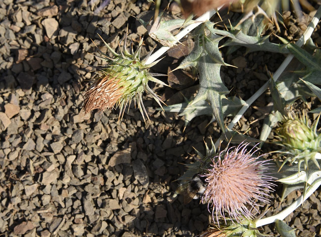 Image of Lamyropsis sinuata specimen.