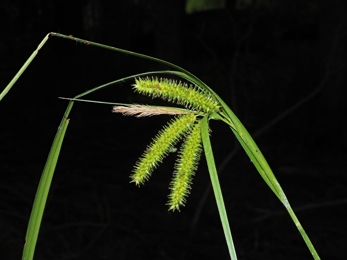 Image of Carex pseudocyperus specimen.