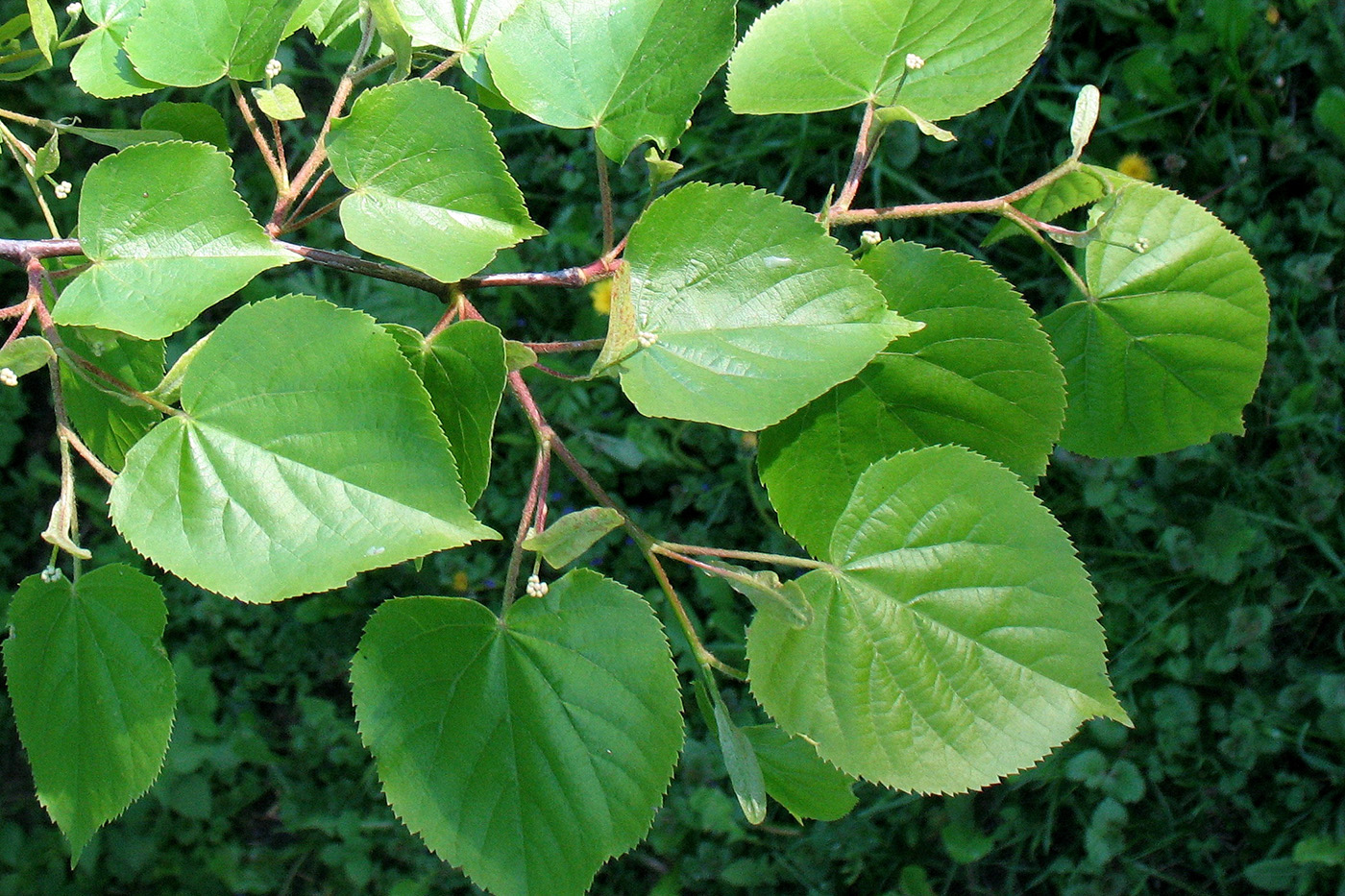 Image of Tilia cordata specimen.