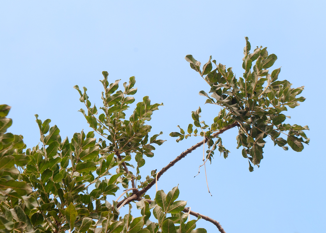 Image of Kigelia pinnata specimen.