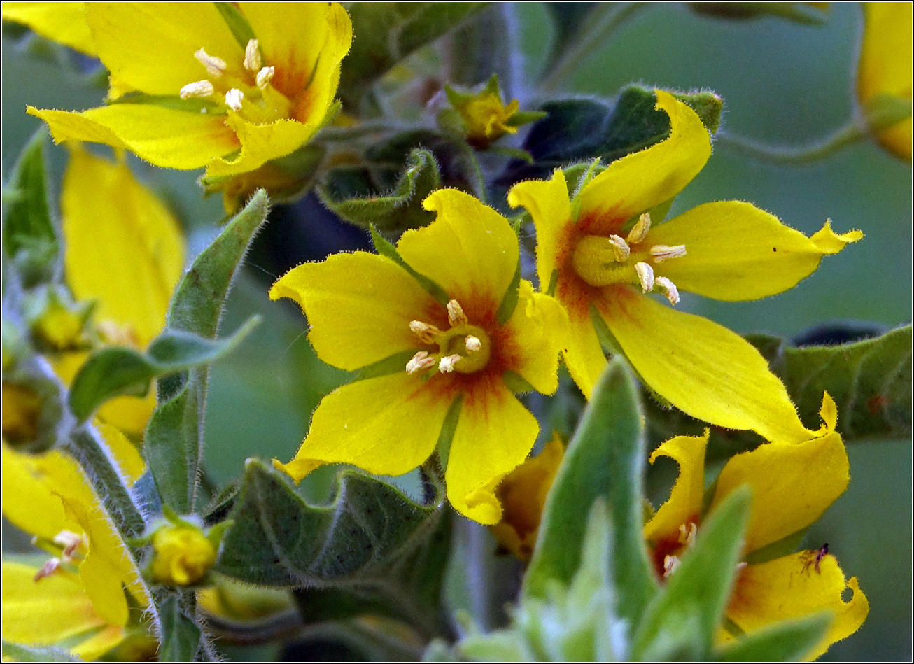 Image of Lysimachia vulgaris specimen.