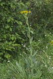 Senecio macrophyllus