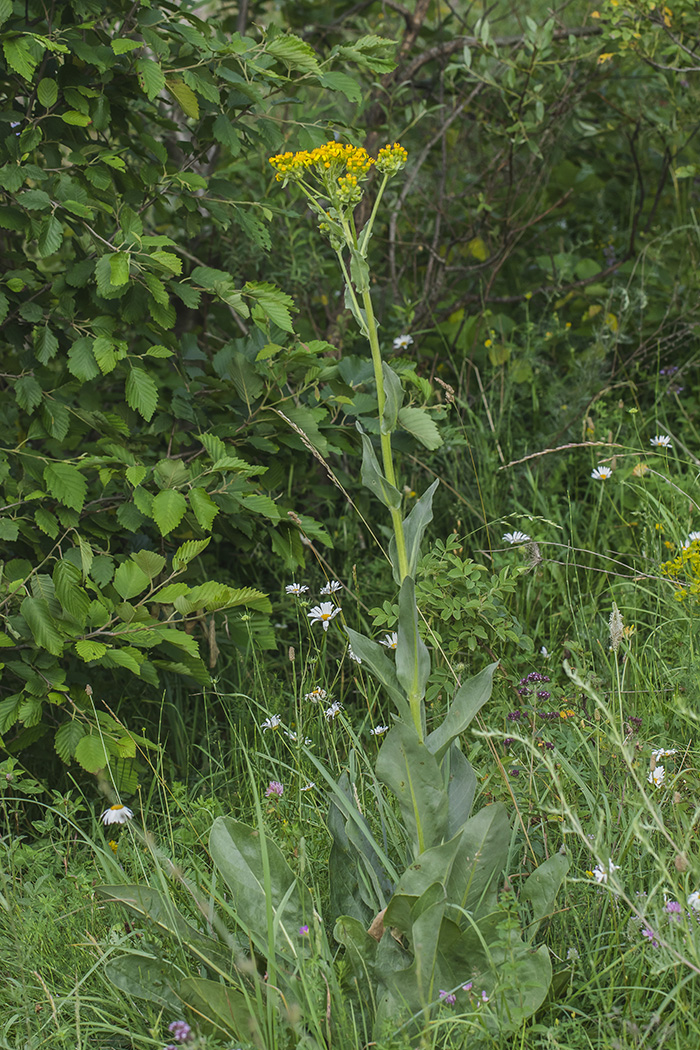 Image of Senecio macrophyllus specimen.