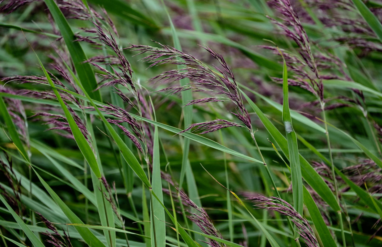 Image of Phragmites australis specimen.