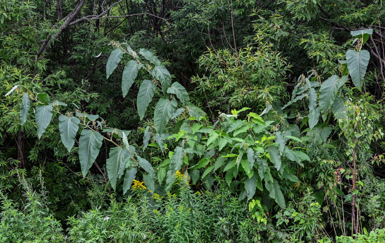 Изображение особи Reynoutria sachalinensis.