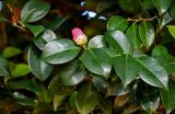 Camellia japonica. Верхушка ветви с распускающимся бутоном. Грузия, Аджария, Батумский ботанический сад, в культуре. 16.06.2023.