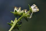 Penthorum chinense. Верхушка побега с цветком. Приморский край, Уссурийский гор. округ, с. Монакино, ивняк, заболоченная колея заброшенной дороги. 18.08.2024.