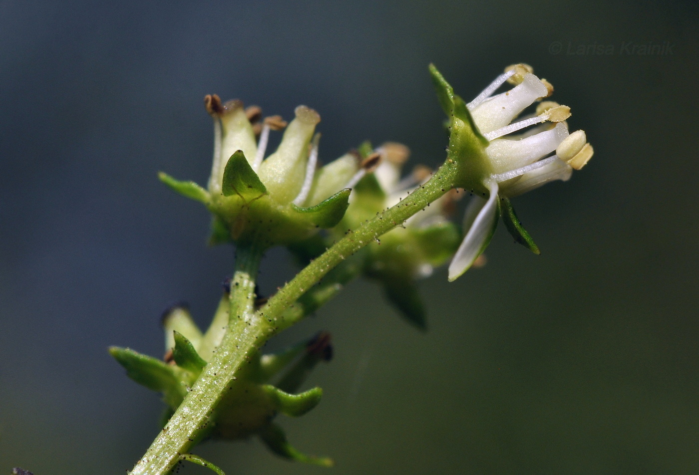 Image of Penthorum chinense specimen.