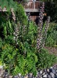 Acanthus mollis. Цветущее растение. Грузия, Аджария, г. Батуми, в культуре. 17.06.2023.