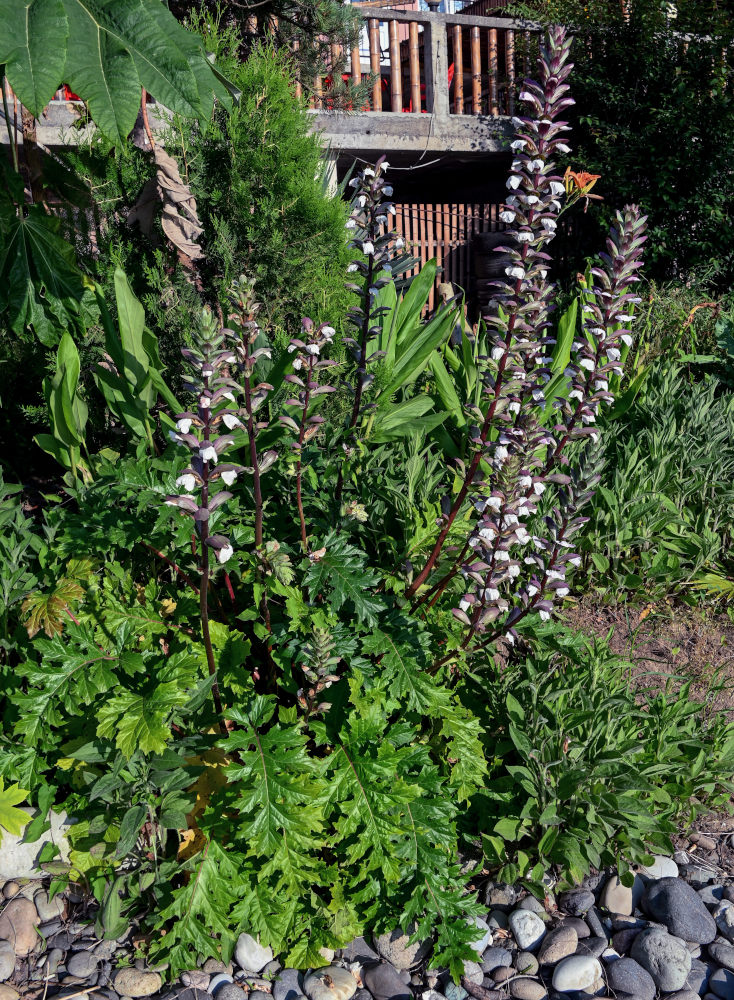 Image of Acanthus mollis specimen.