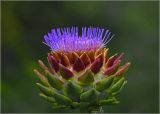 Cynara scolymus