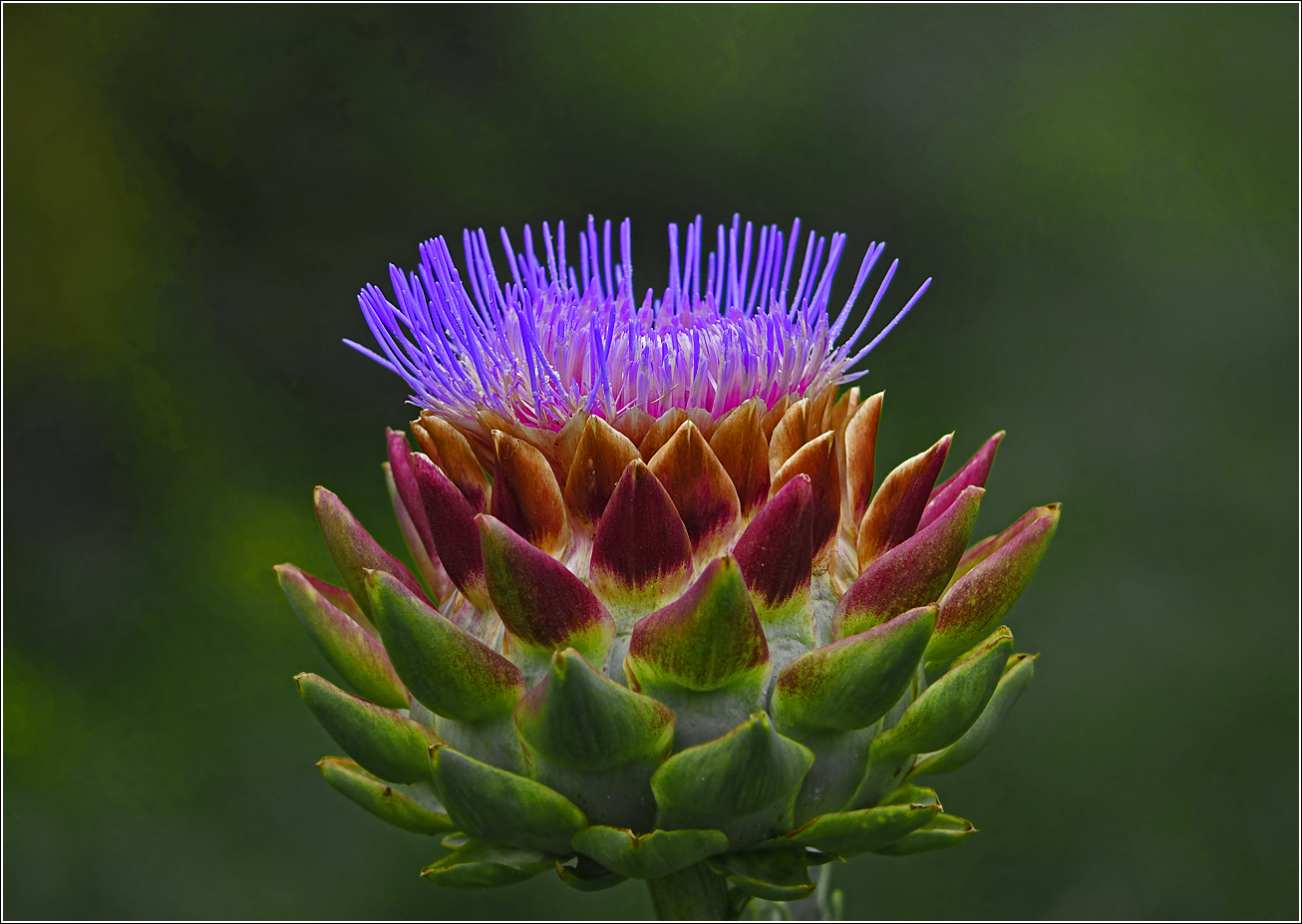 Image of Cynara scolymus specimen.