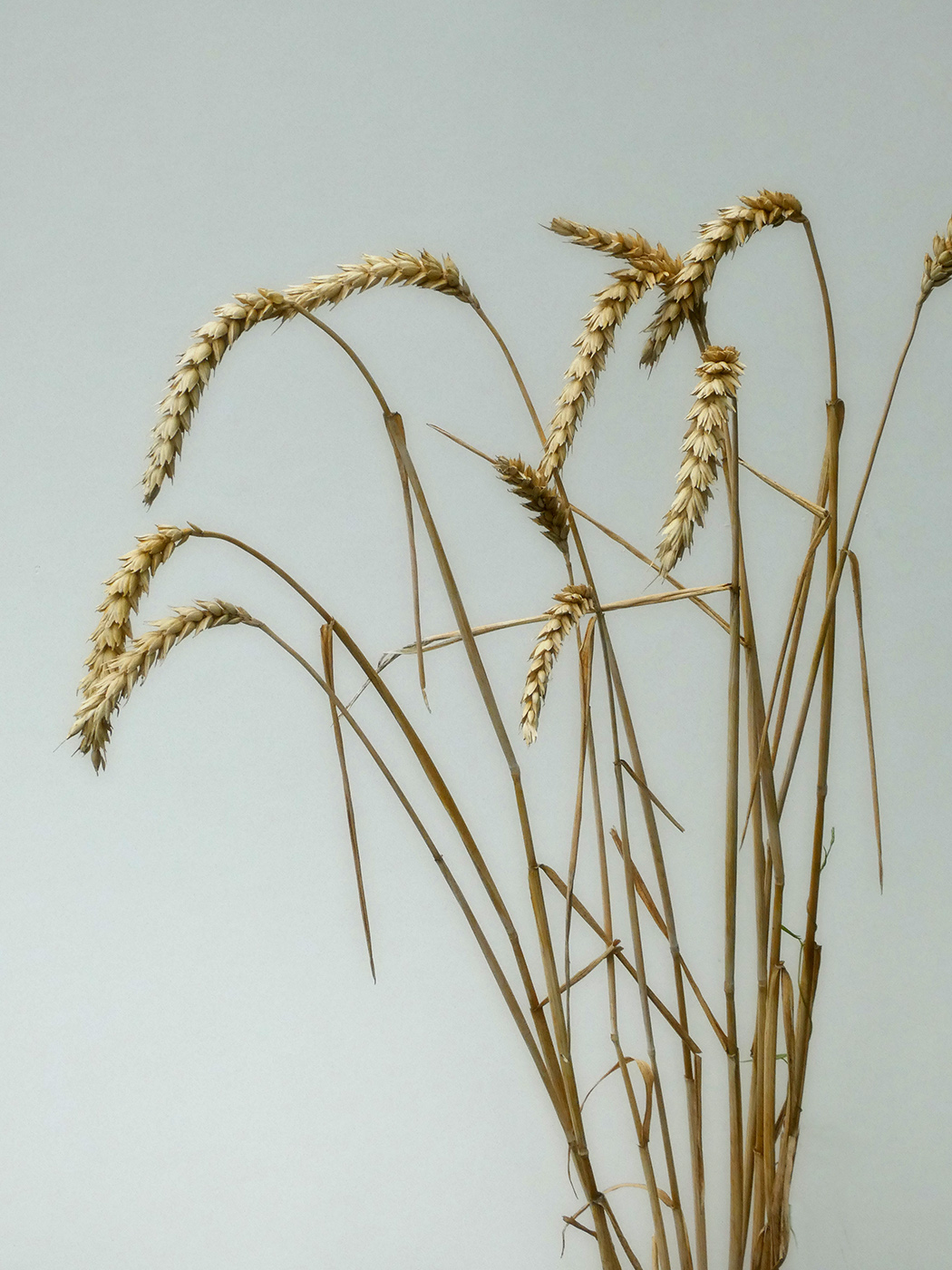 Image of genus Triticum specimen.