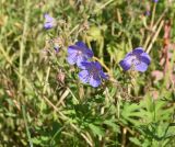 Geranium pratense. Соцветие с цветками, бутонами и завязями. Липецкая обл., Данковский р-н, нижняя часть ур. Осиновский лес, луг. 23 августа 2023 г.