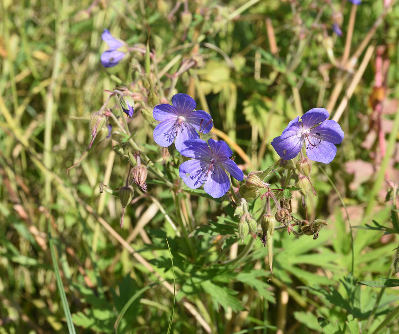 Image of Geranium pratense specimen.