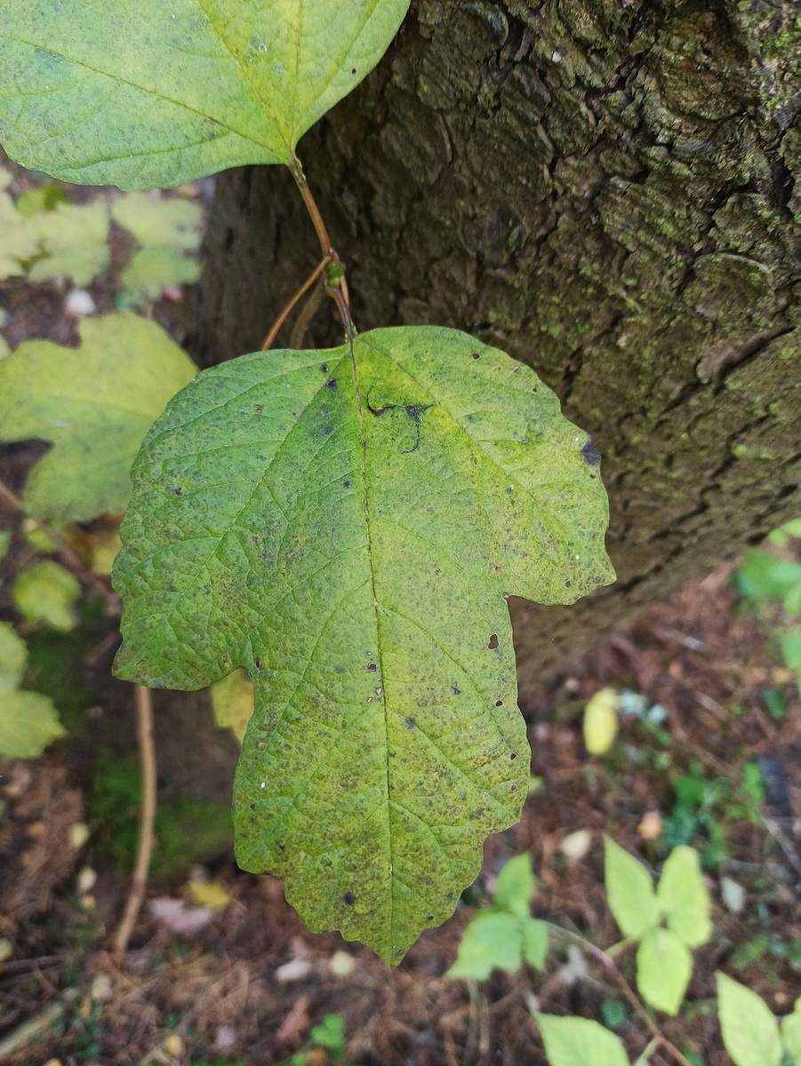 Image of Viburnum opulus specimen.