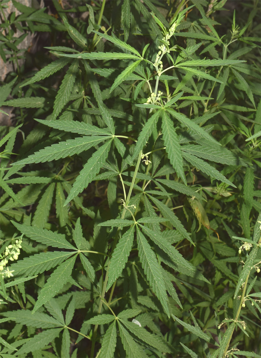 Image of Cannabis sativa var. spontanea specimen.