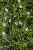 Stellaria holostea