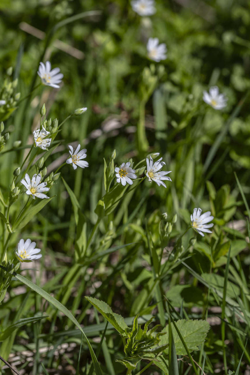 Image of Stellaria holostea specimen.