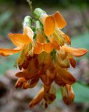 Lathyrus aureus. Соцветие. Крым, городской округ Алушта, окр. Ангарского перевала, просека под ЛЭП. 27.05.2024.