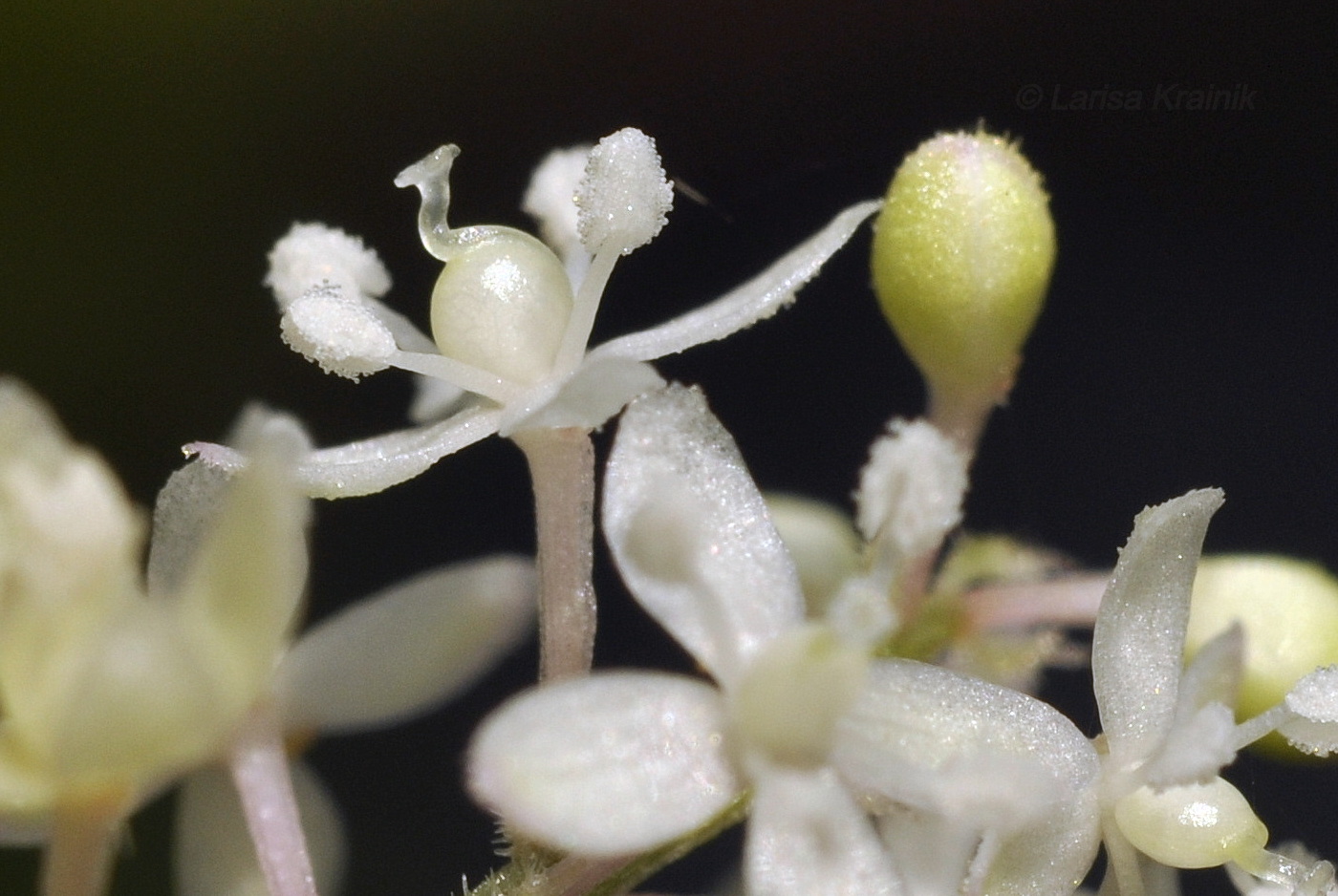 Изображение особи Rivina humilis.