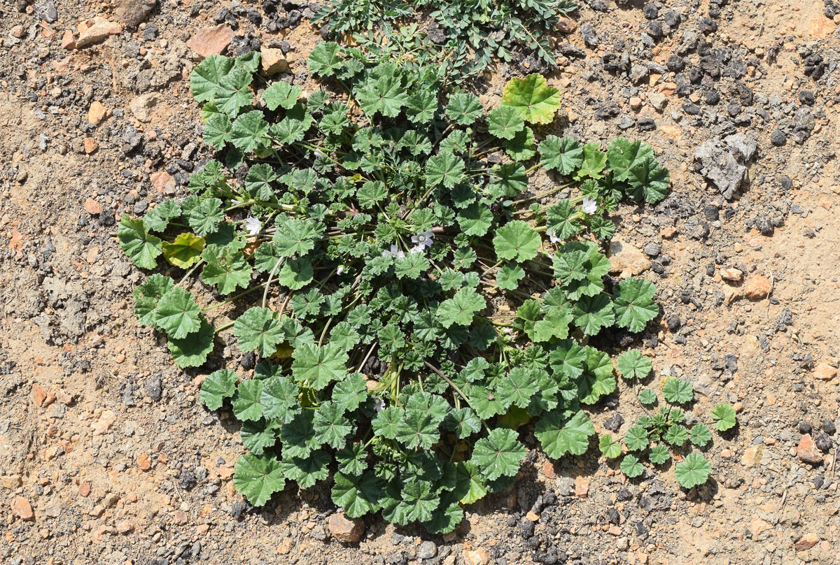 Image of Malva neglecta specimen.