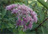 род Eupatorium. Соцветие. Московская обл., Раменский р-н, окр. дер. Хрипань, садовый участок. 01.08.2024.