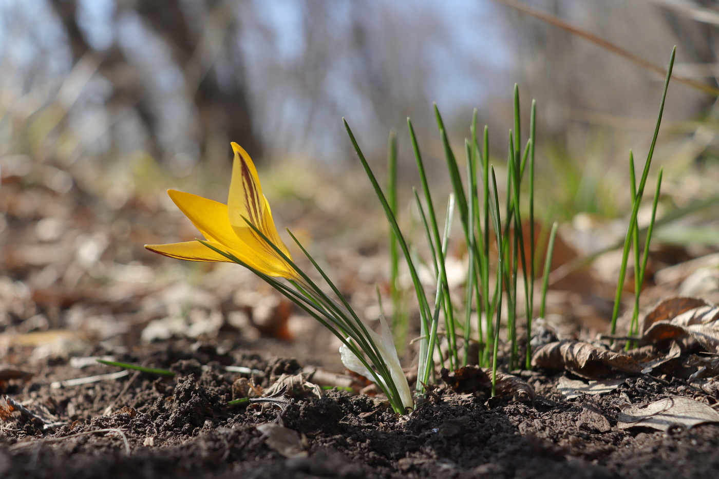 Image of Crocus angustifolius specimen.