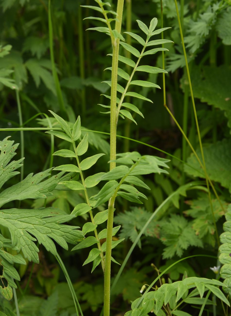 Image of Polemonium caucasicum specimen.